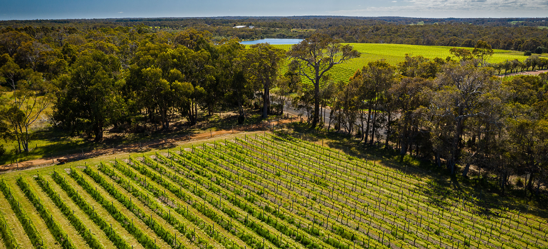 Frazer Woods vineyard